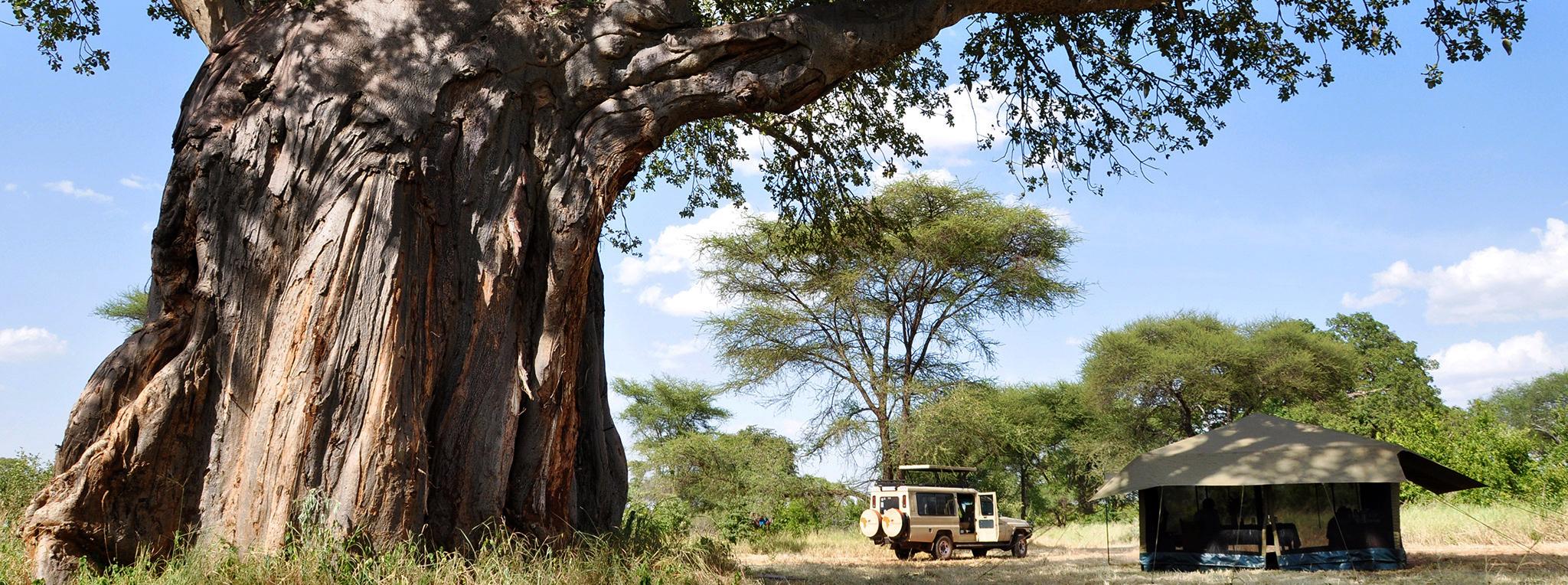 Baobab tree and camp setup on mobile camping safari Tanzania
