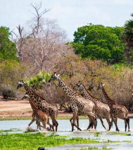 Giraffen bewässern den Ruaha-Nationalpark