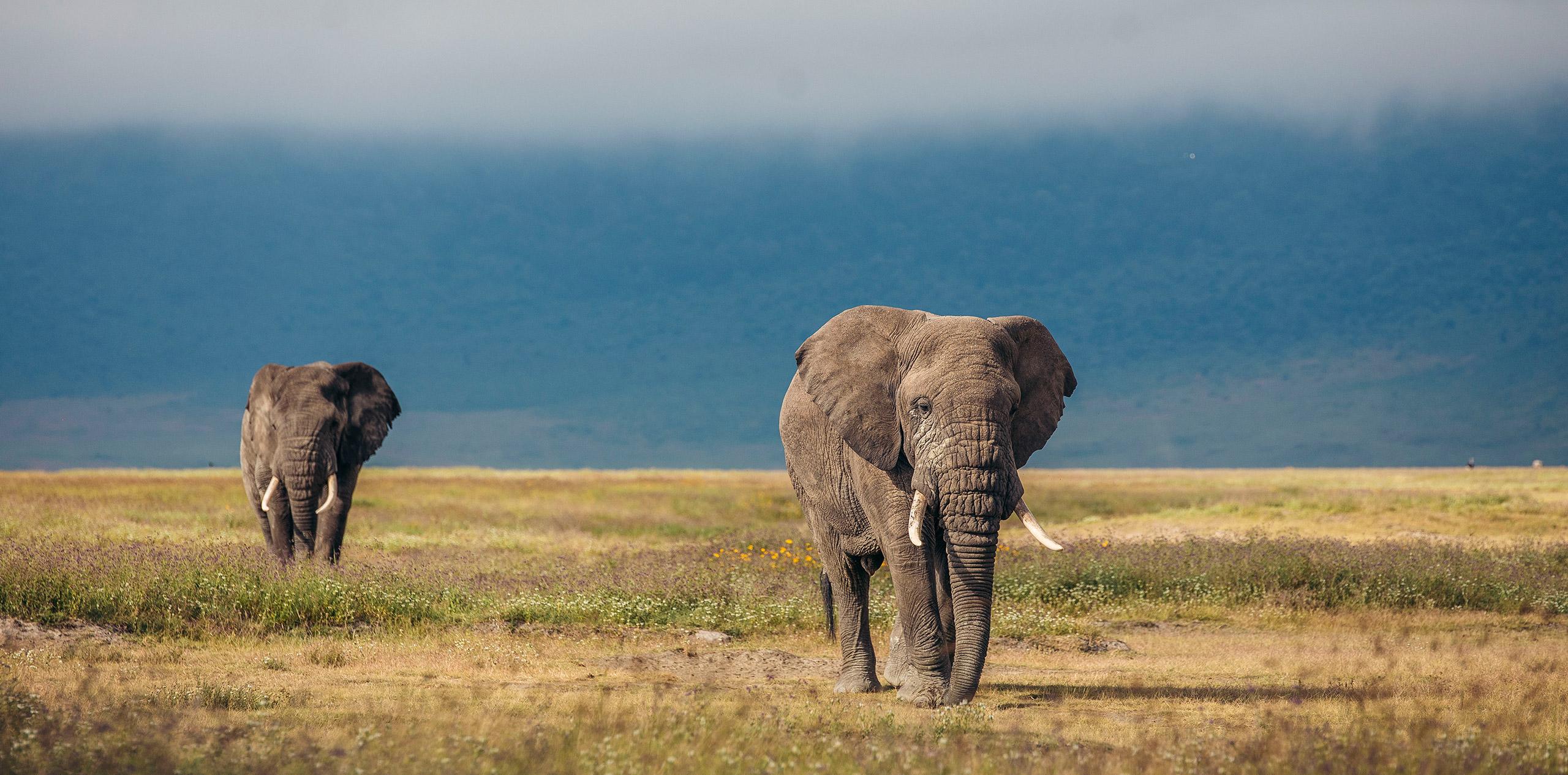 Elephants in Ngorongoro Crater seen on Tanzania Safaris