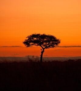 Sunset and acacia on Tanzania safaris