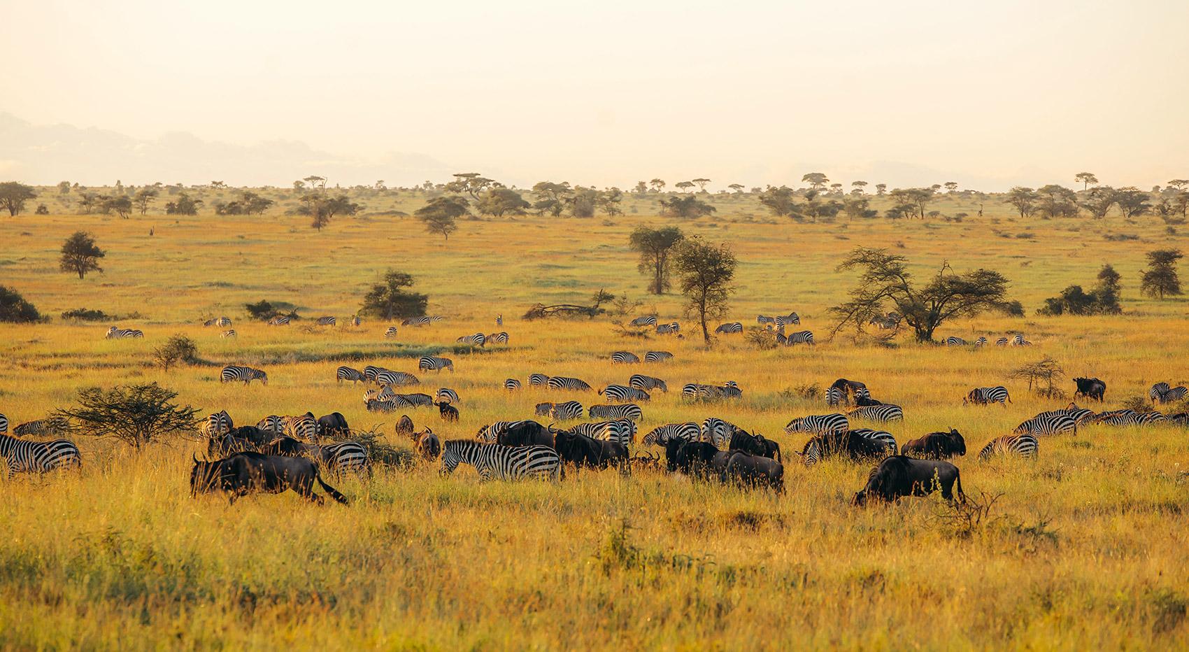 Wildebeest herd Serengeti in May Wildebeest herd Serengeti in May