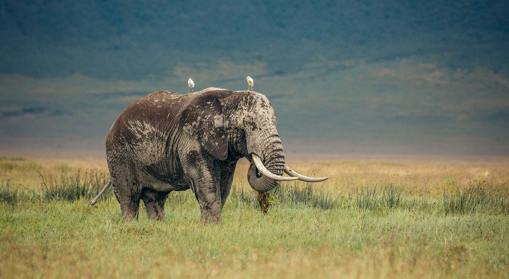 Elephant Ngorongoro Crater rainy season Elephant Ngorongoro Crater rainy season