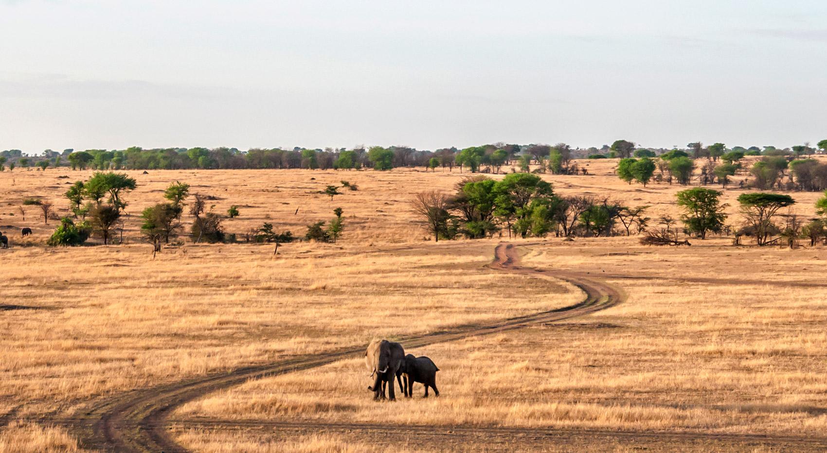 Elephants dry season Serengeti Elephants dry season Serengeti