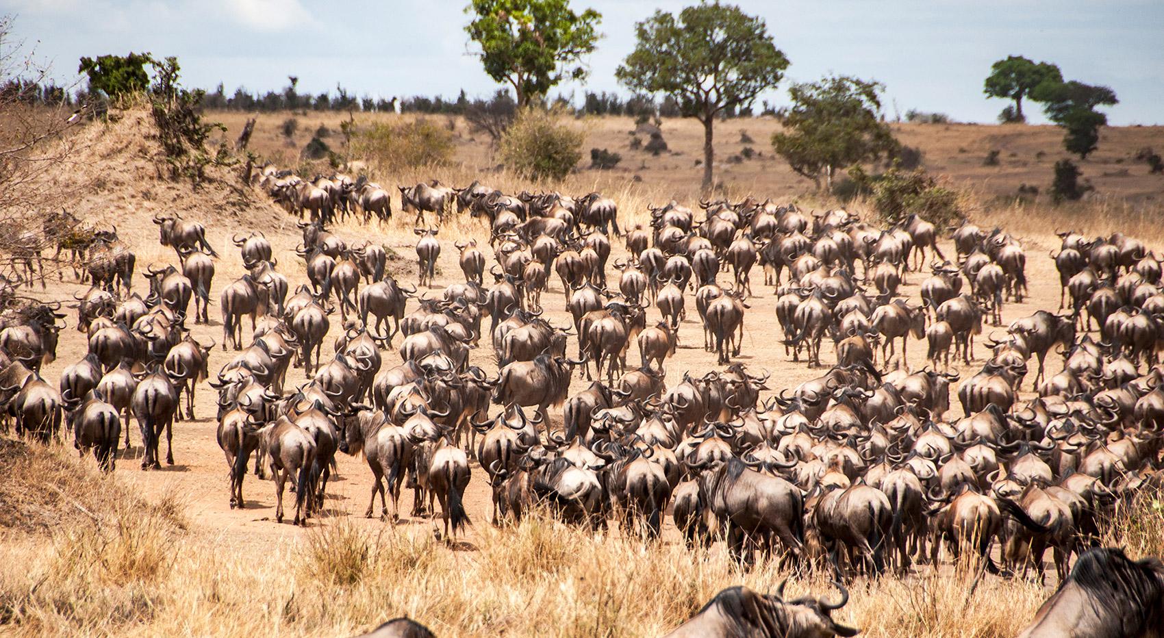 Wildebeest herd migration season Wildebeest herd migration season