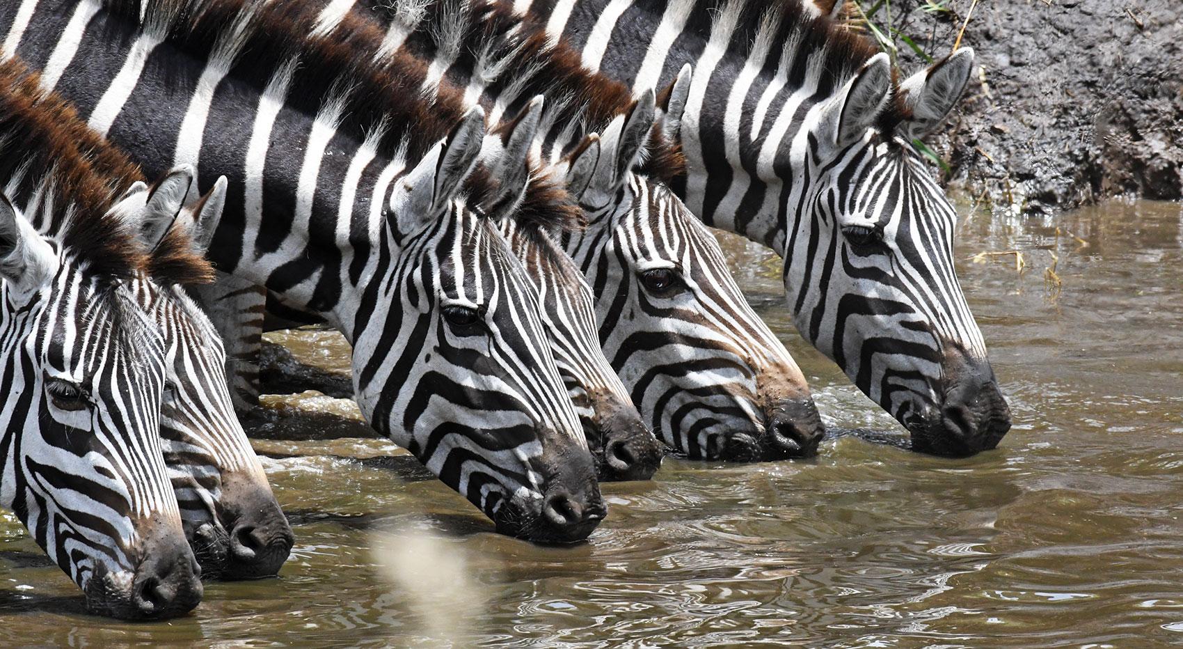 Zebras drinking dry season Zebras drinking dry season