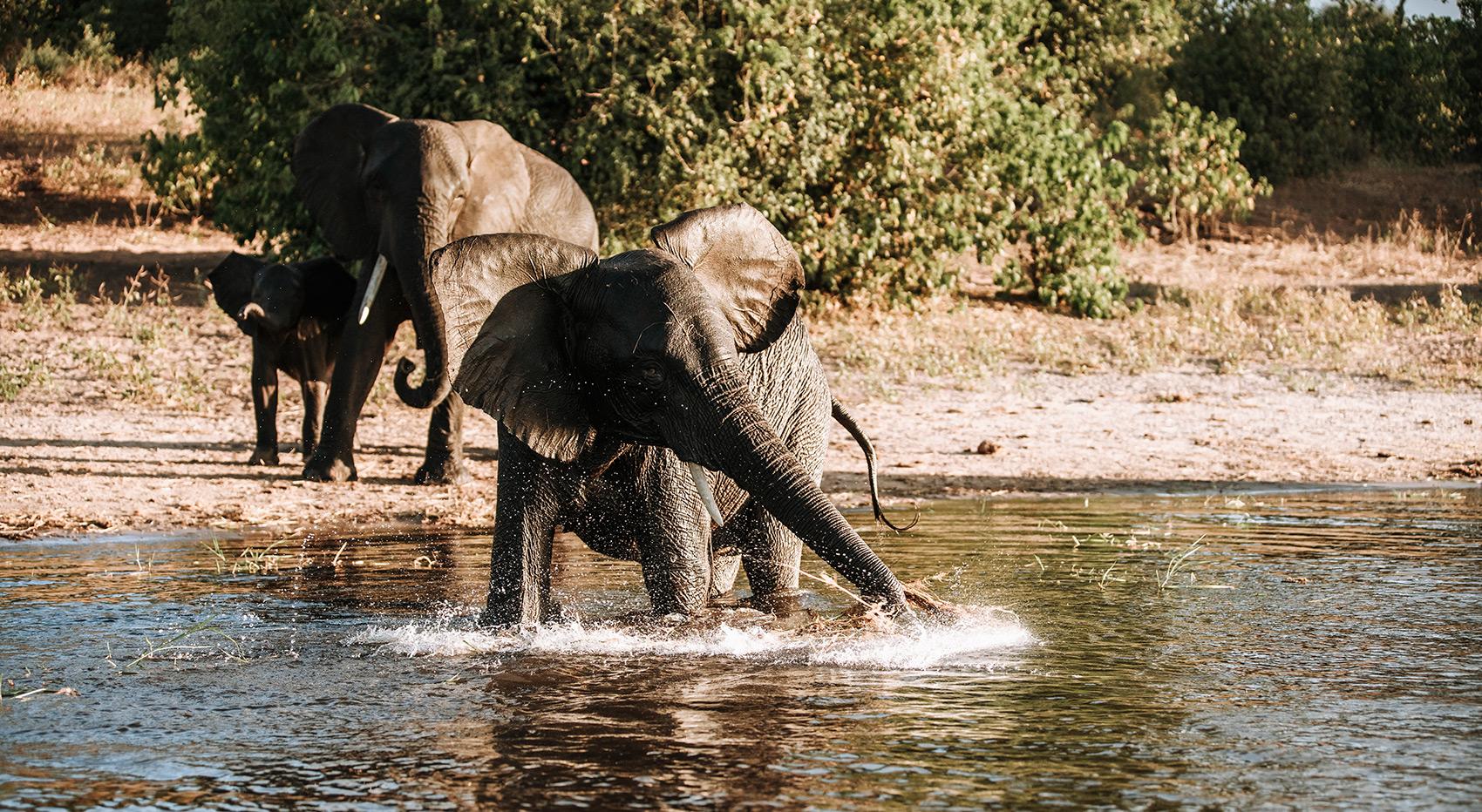 Elephants Chobe River