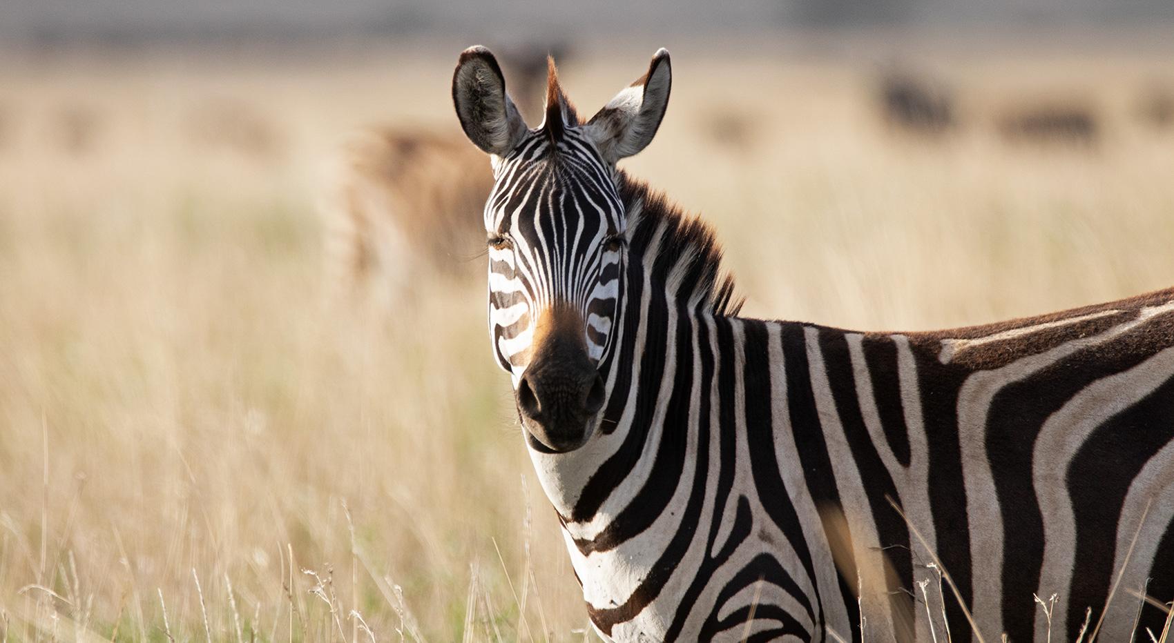Zebra Tanzania or Botswana safari