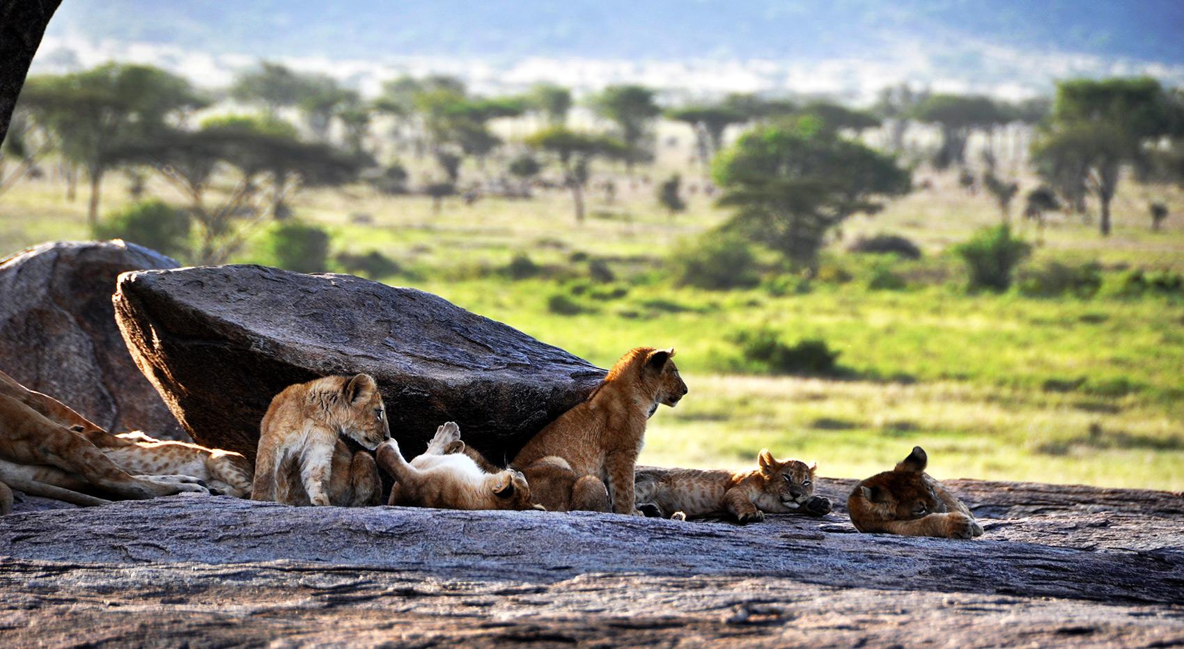 Lions rock Serengeti Tanzania