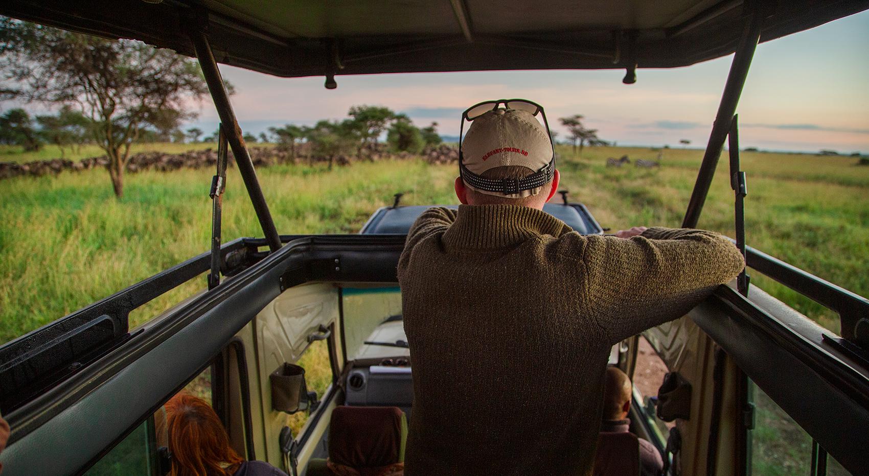 A man looking out of the open roof of a safari vehicle at a herd of wildebeest. A man looking out of the open roof of a safari vehicle at a herd of wildebeest.