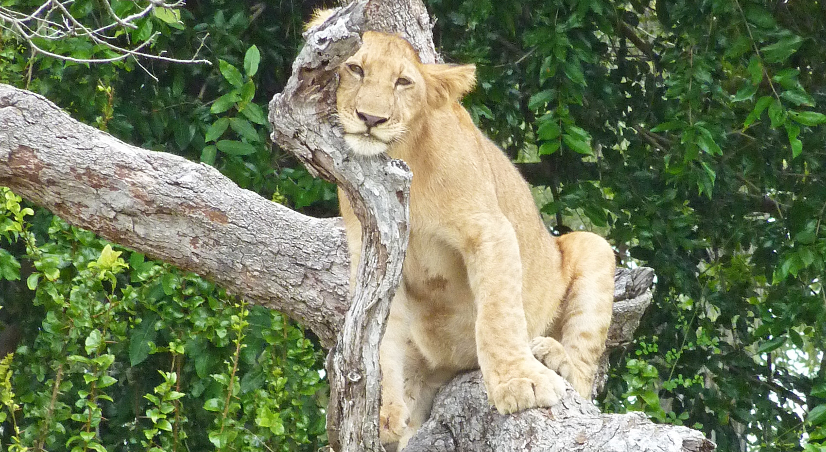 A lion cub on a tree in the nyerere National Park. A lion cub on a tree in the nyerere National Park.