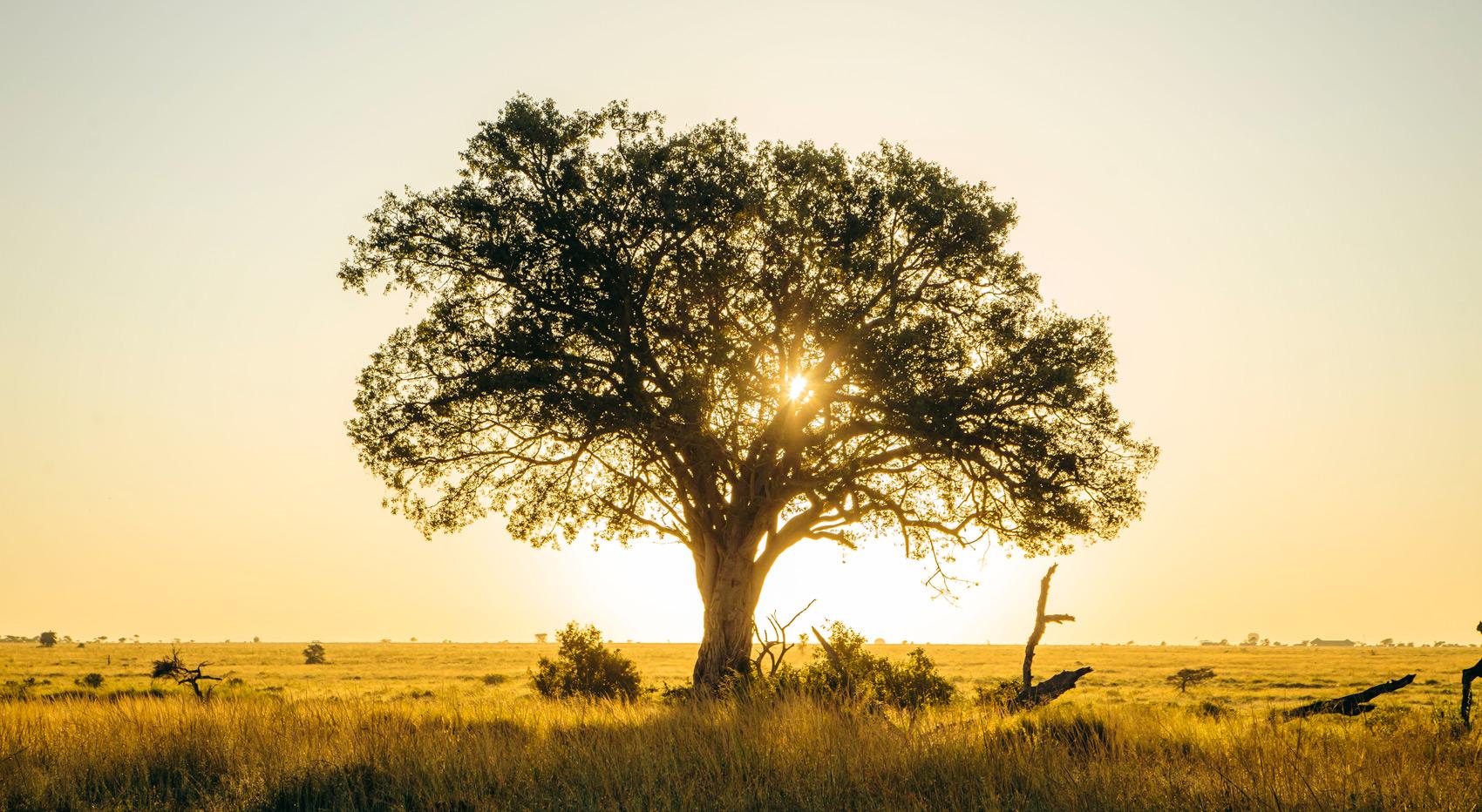 Tree in the Serengeti. Tree in the Serengeti.