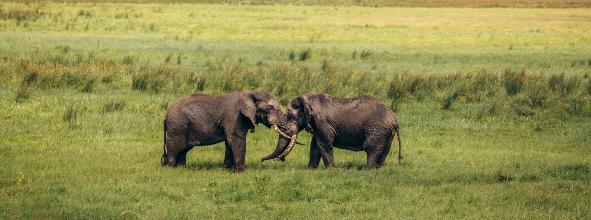 Two male elephants battle for territory at the base of Ngorongoro Crater.