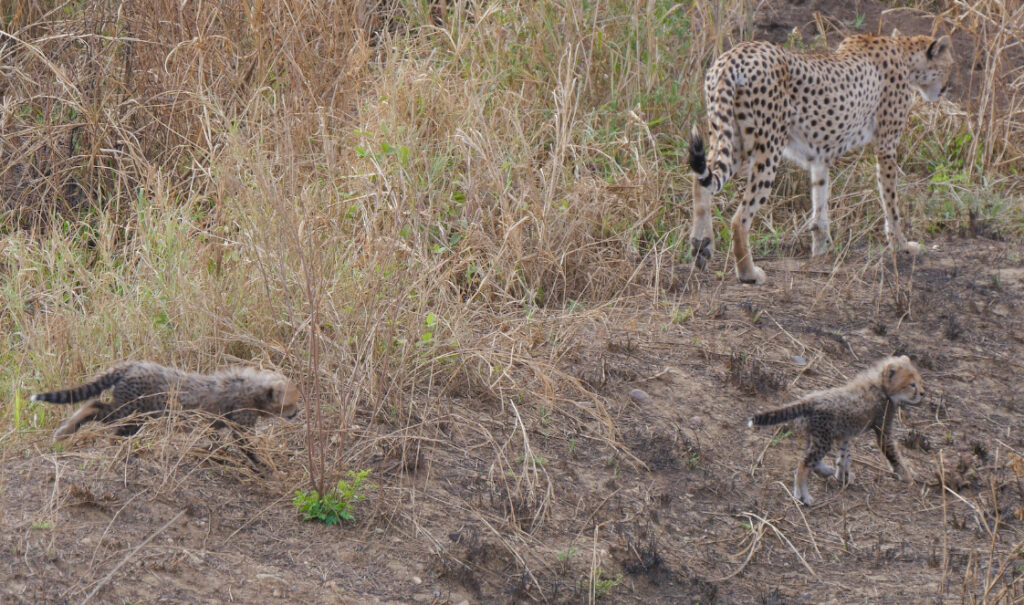 A cheetah walks along the edge of a road with two young cubs following behind her.