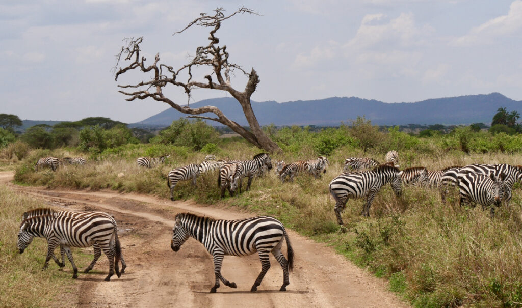 A herd of zebras grazes beside a track that winds through the National Park.