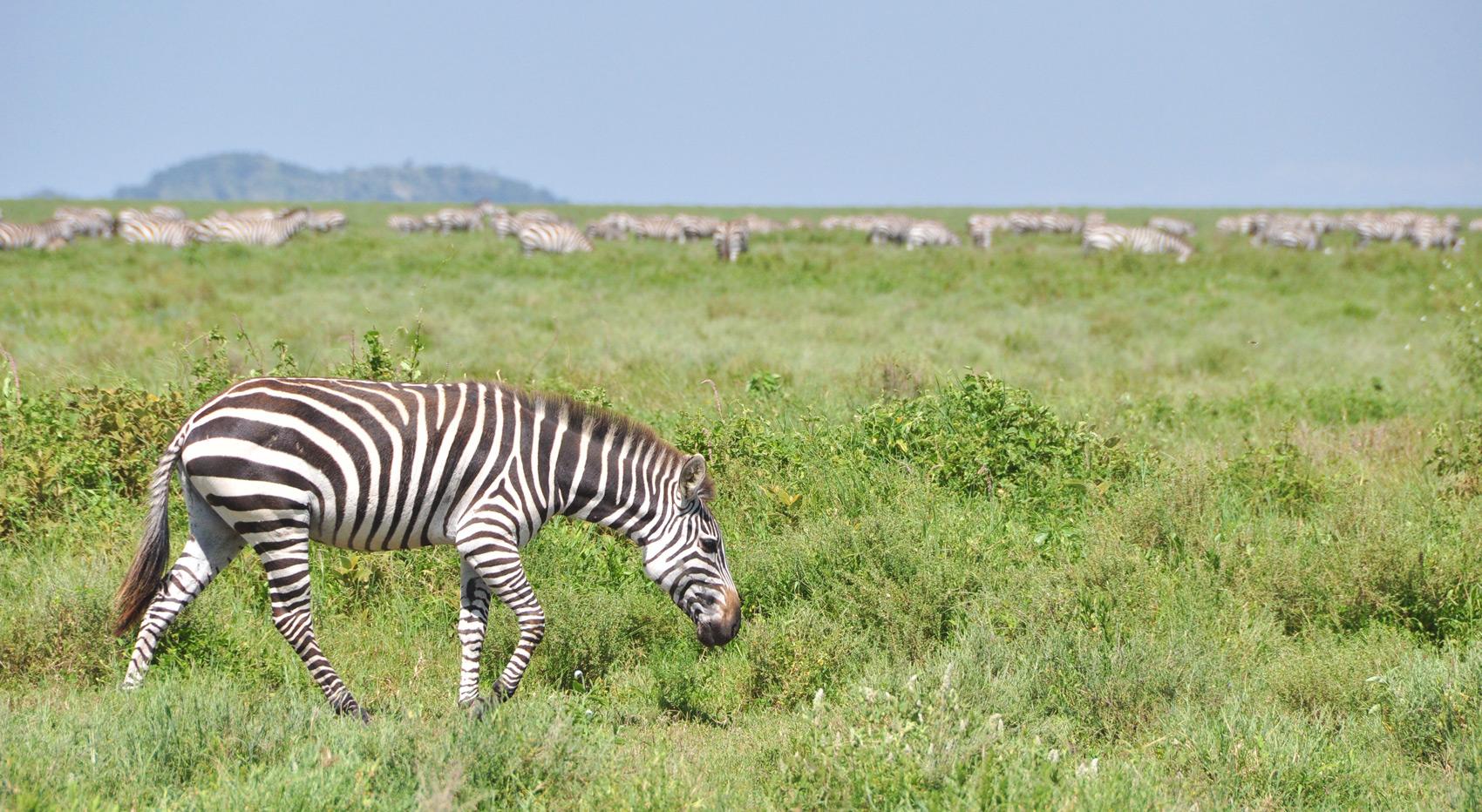 Zebras in the Serengeti in the green season.