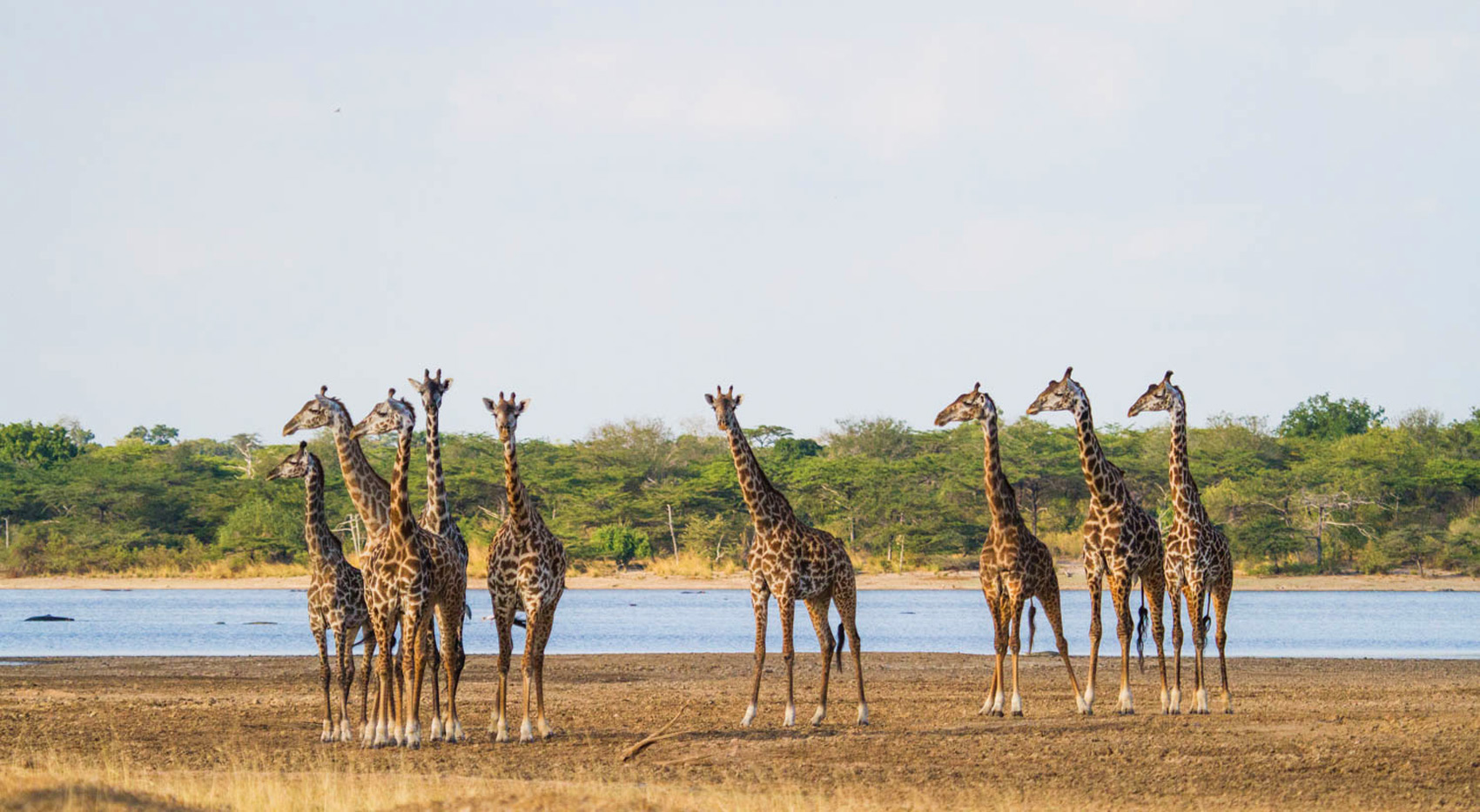 Giraffe am Lake Tagalala im Nyerere Nationalpark, einem verborgenen Juwel Tansanias. 