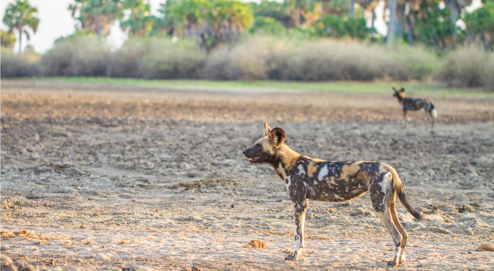 Wild dogs in the Selous Game Reserve.