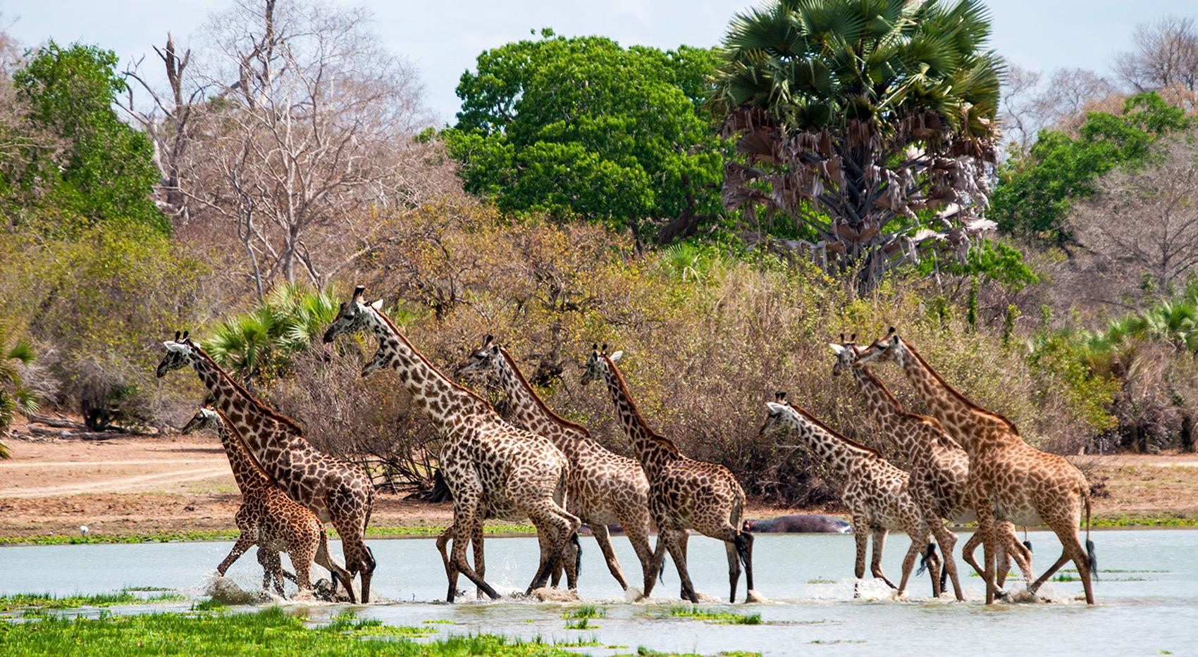 A journey of giraffe wading through water in Ruaha National Park  in Tanzania.