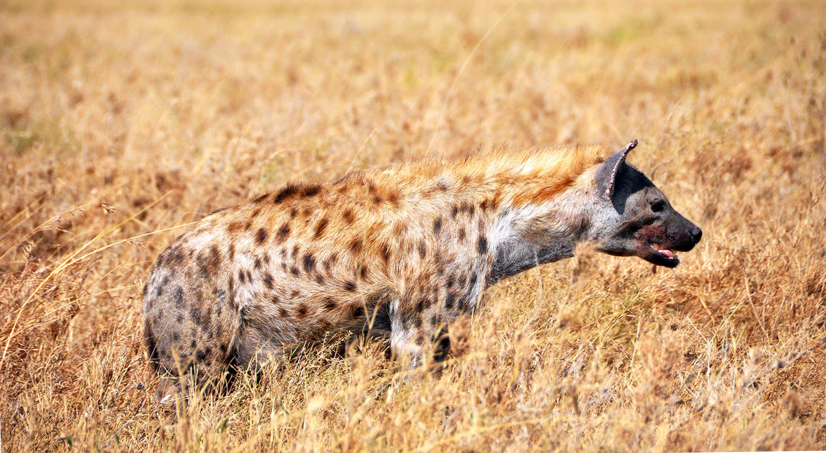 A hyena in the Ngorongoro Conservation Area.