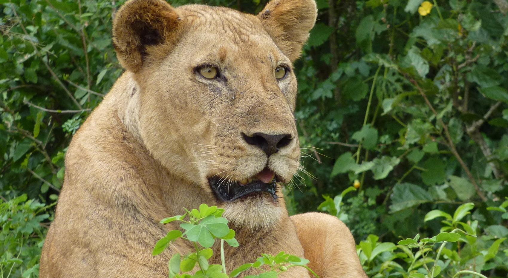 Eine Löwin im Nyerere Nationalpark.