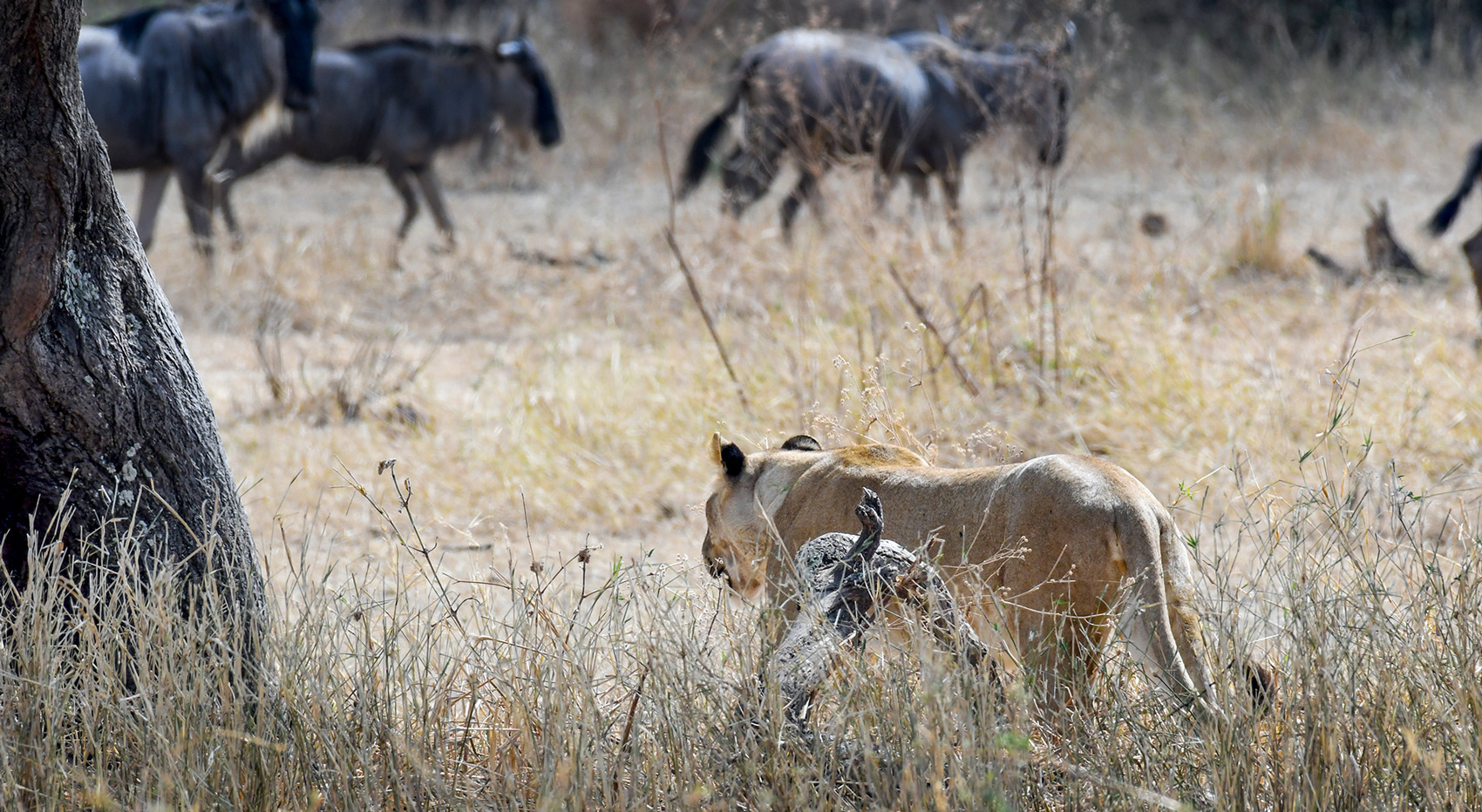 A lioness hunting in Tarangire National Park