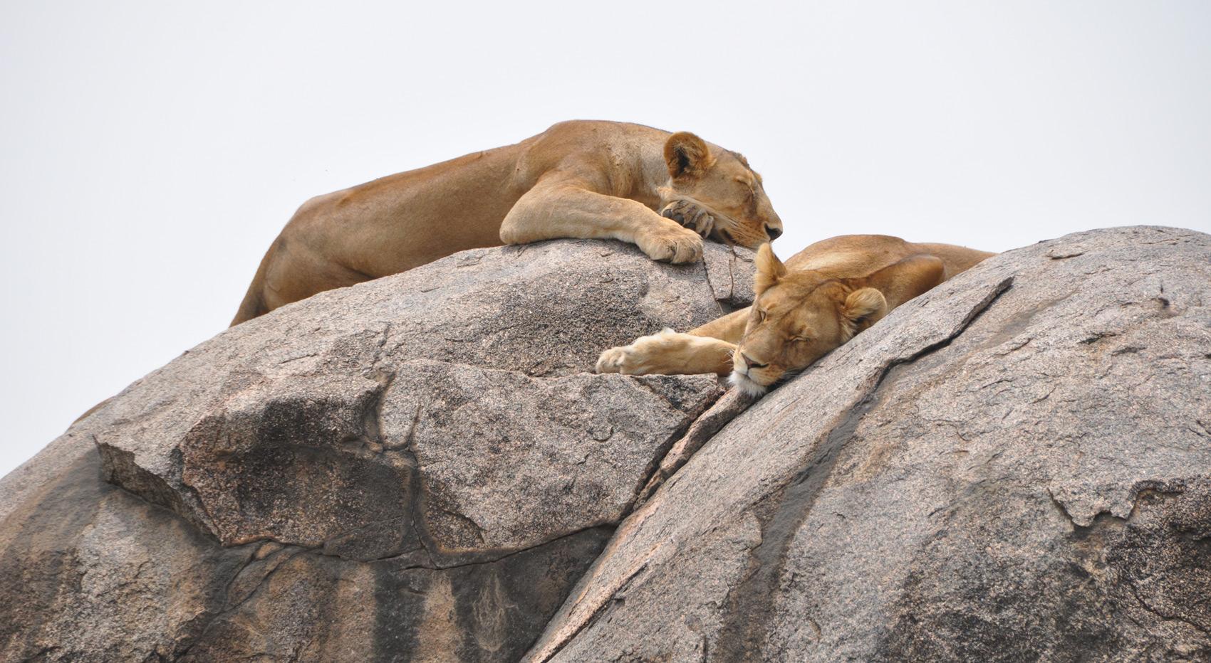 Lions lounging on a kopje in the Serengeti.