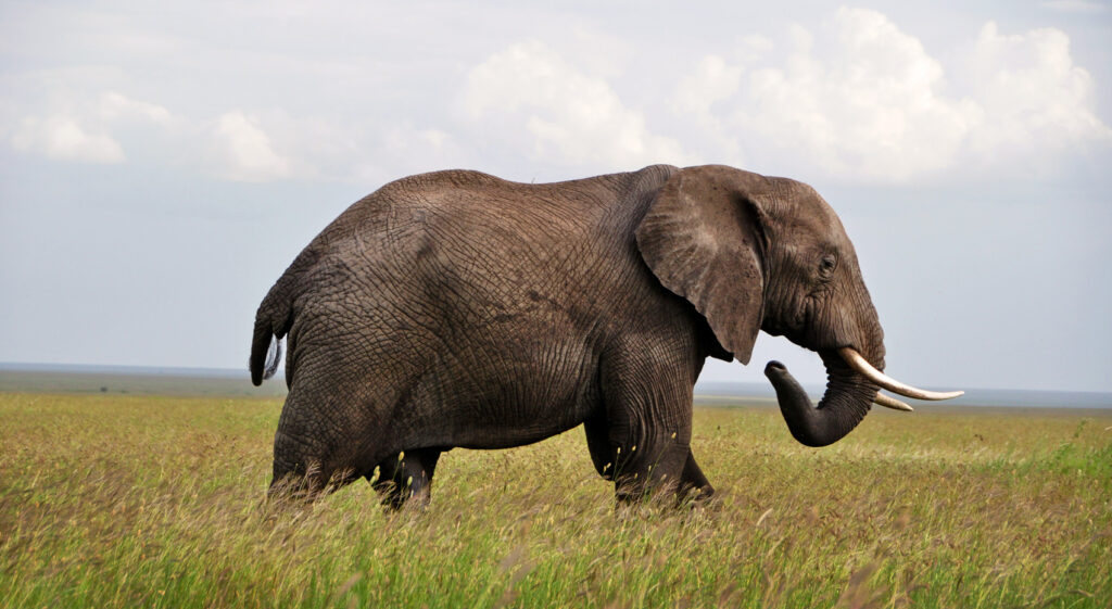 An elephant in the Serengeti National Park.