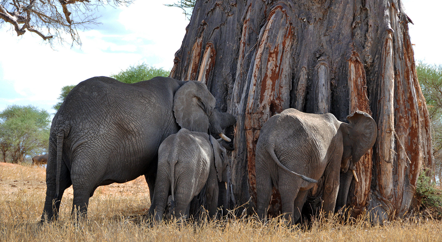 Elephants surrounding a baobab tree in Tarangire National Park.