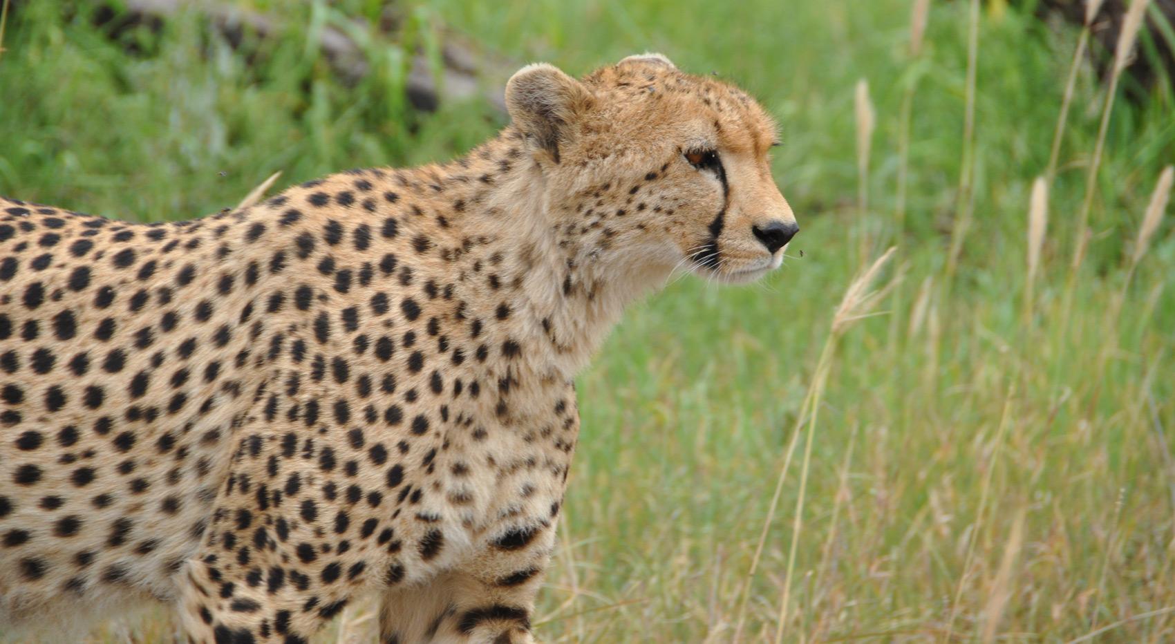 Ein Gepard im hohen Gras der Serengeti.