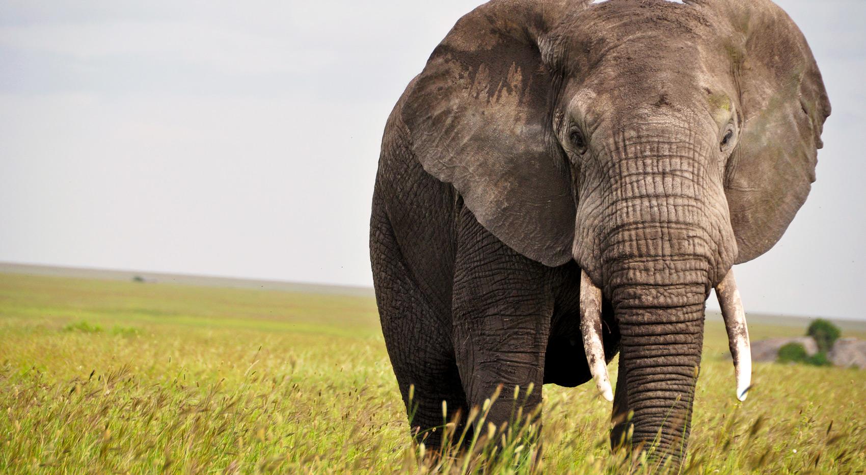 Ein Elefant im Serengeti Nationalpark.