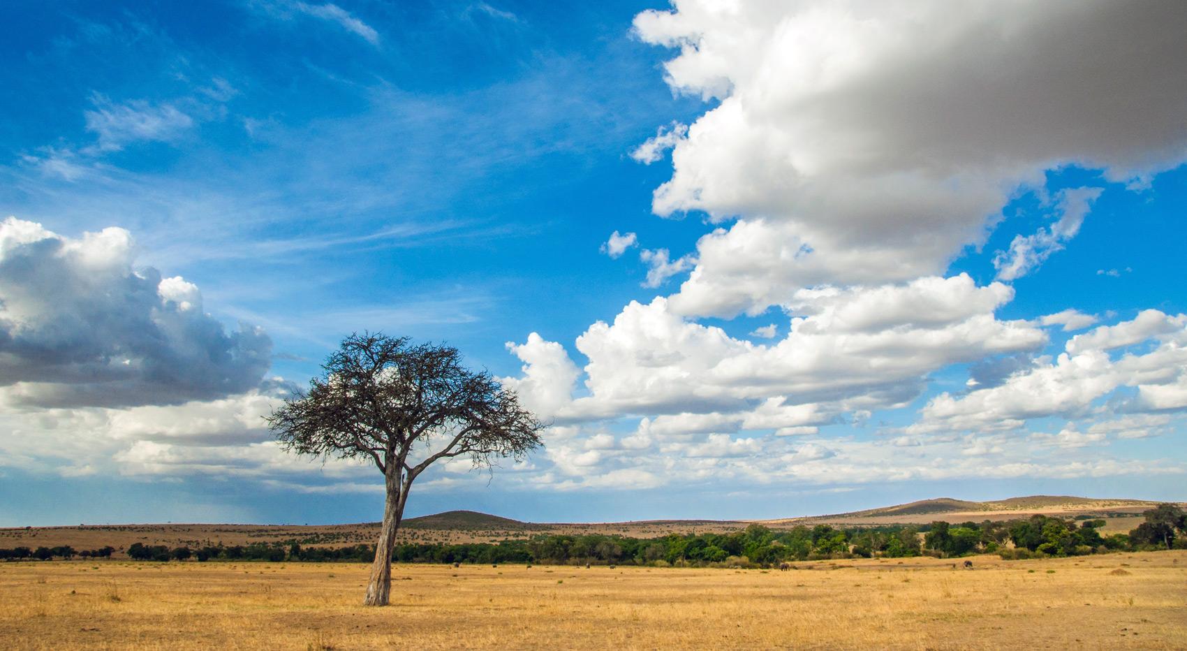 Eine Landschaft in der Serengeti, mit einem Akazienbaum und den Ebenen der Serengeti.