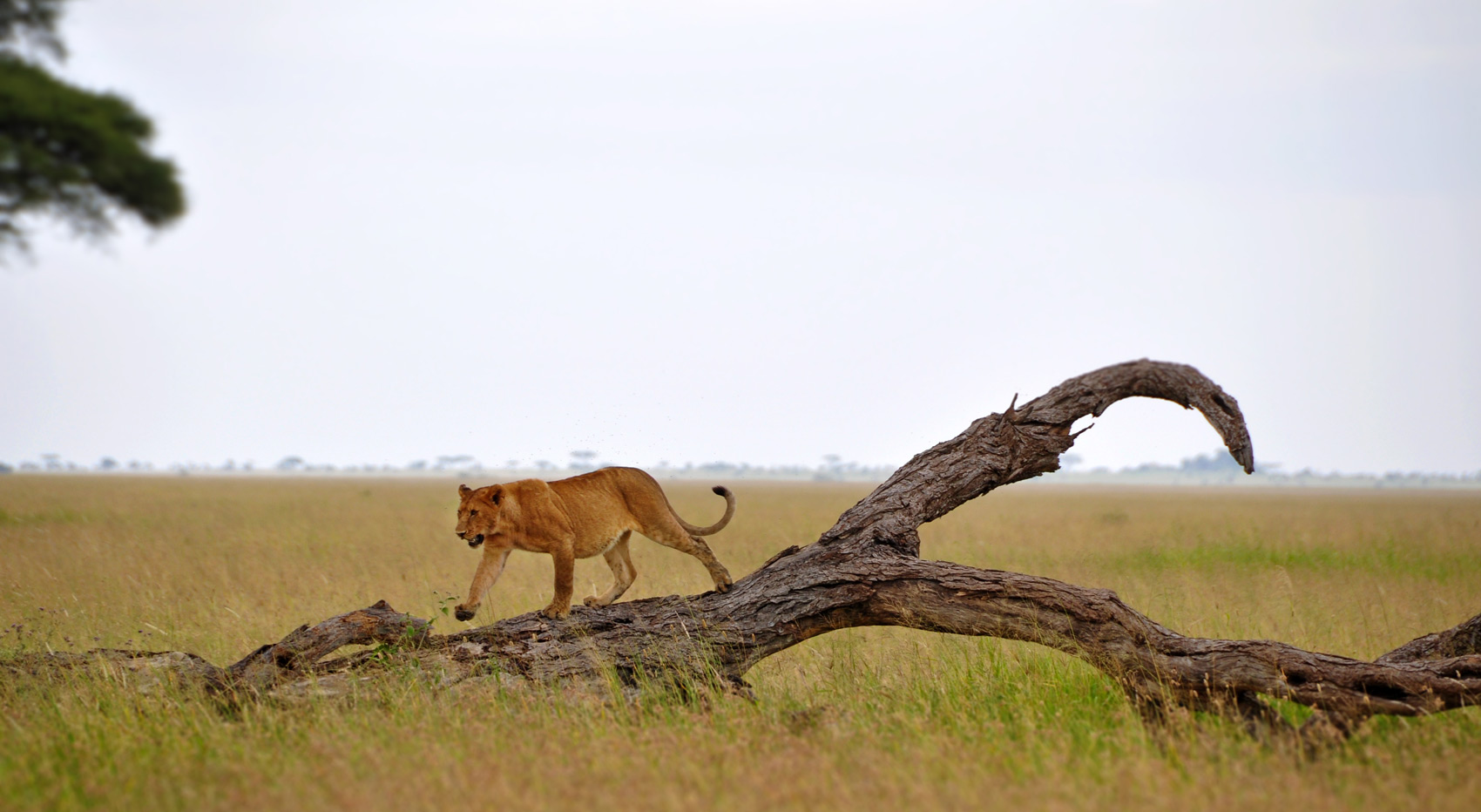 Lion walking across a fallen tree in the Serengeti National Park.