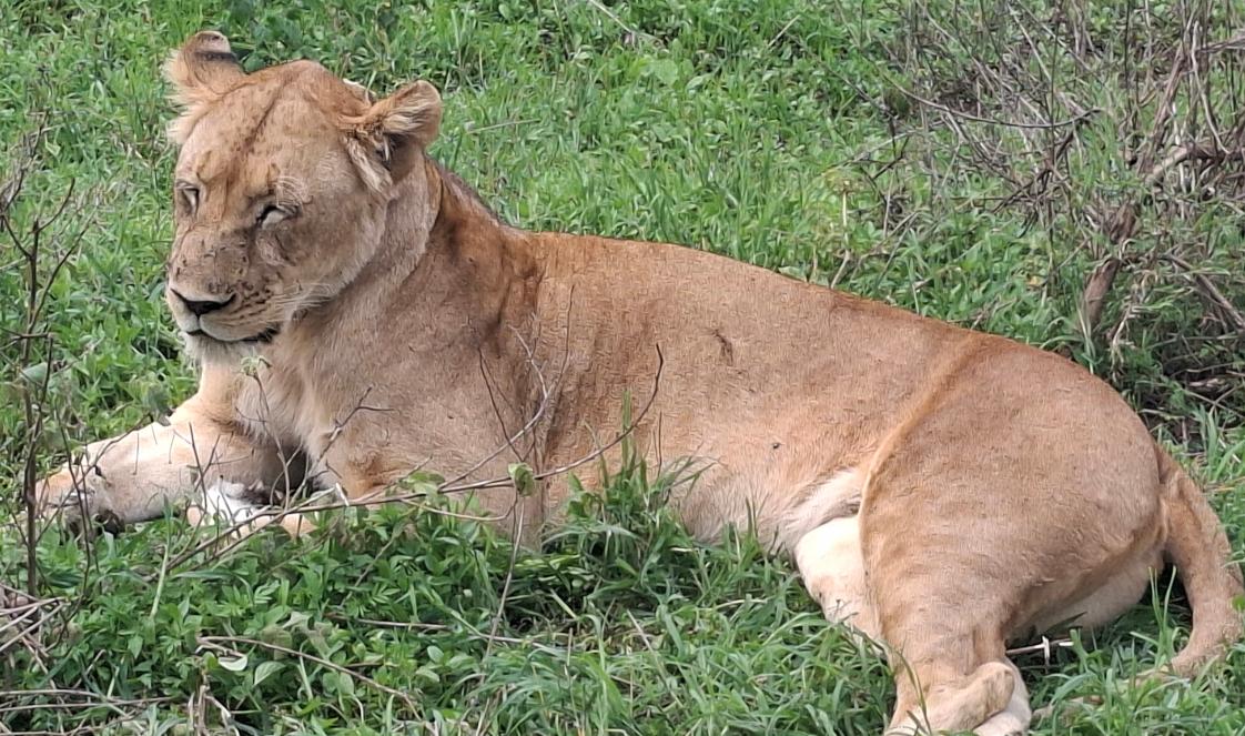 A lioness resting in green grass with her eyes closed, while keeping her head raised.