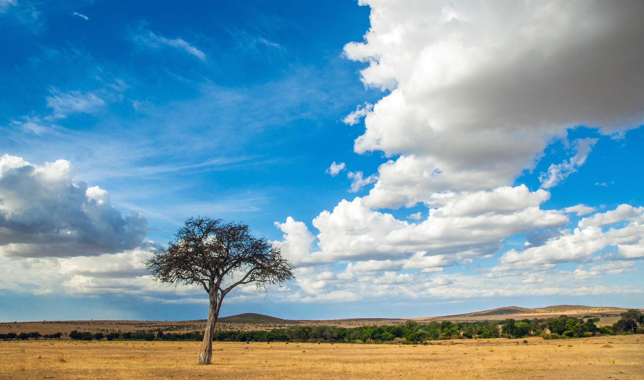 A tree in the open plains of the Serengeti National Park