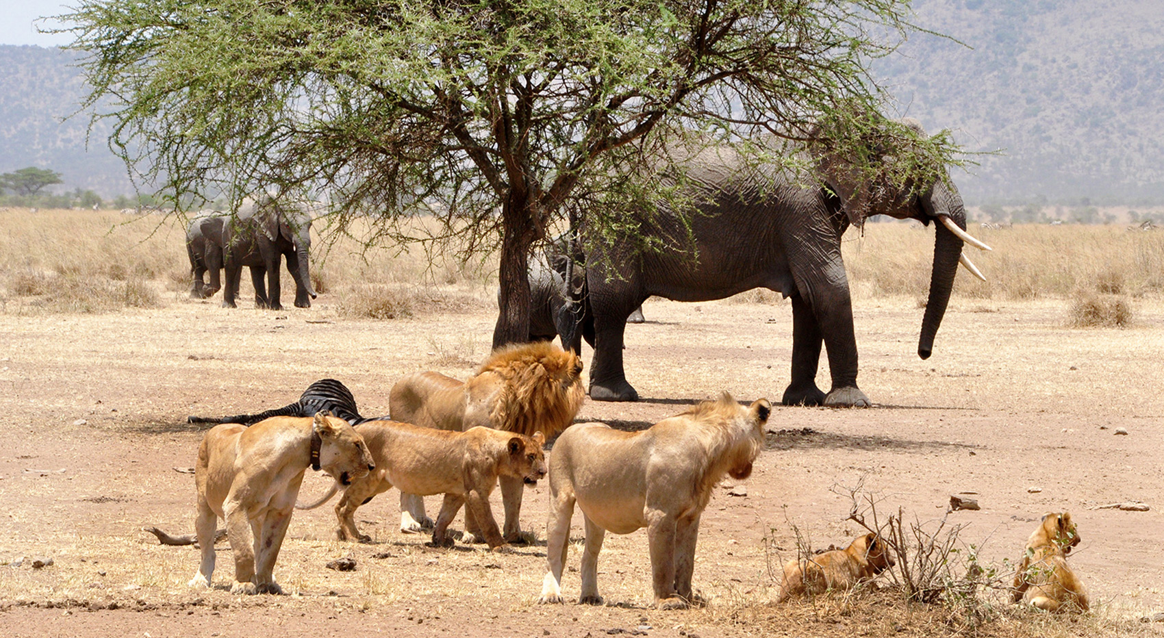 Ein Löwenrudel beobachtet eine Elefantenherde in der Serengeti.