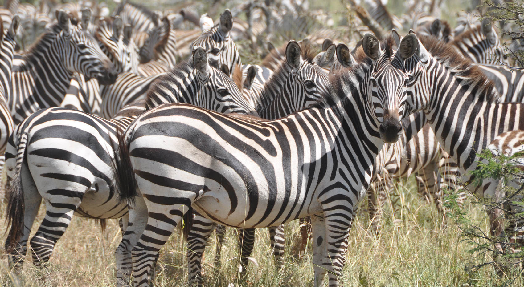 Zebras in the Serengeti National Park.