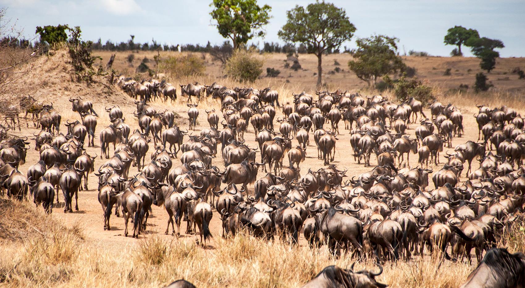 Hunderte von Gnus im trockenen Serengeti Nationalpark.