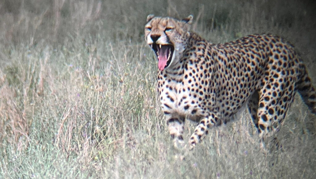 A cheetah calling as it walks through tall grass.