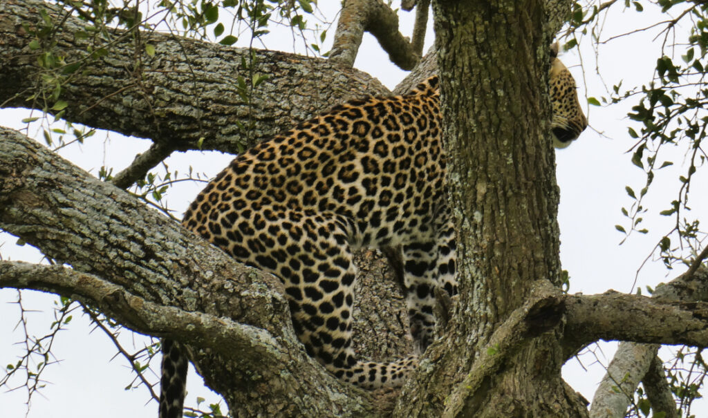 A leopard in a tree scans the horizon