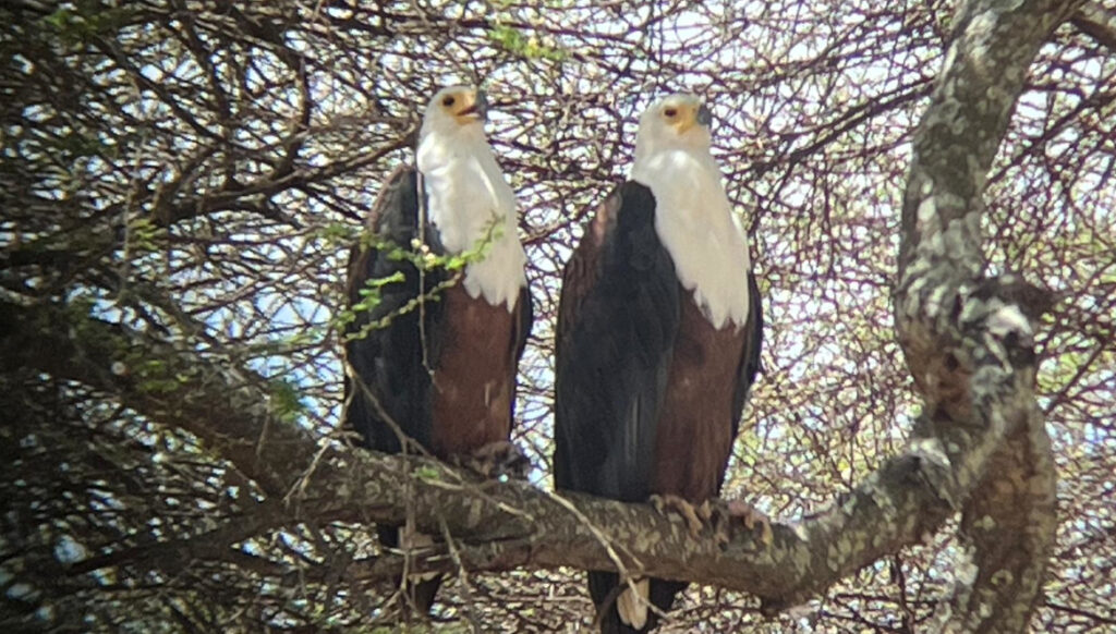Two Fish Eagles perch side by side in the upper branches of a tree.
