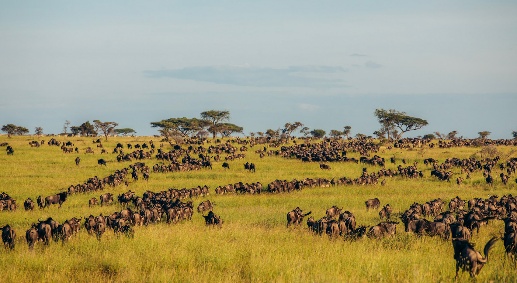 Gnus in der Serengeti während einer der besten Tansania Safari Touren. Gnus in der Serengeti während einer der besten Tansania Safari Touren.