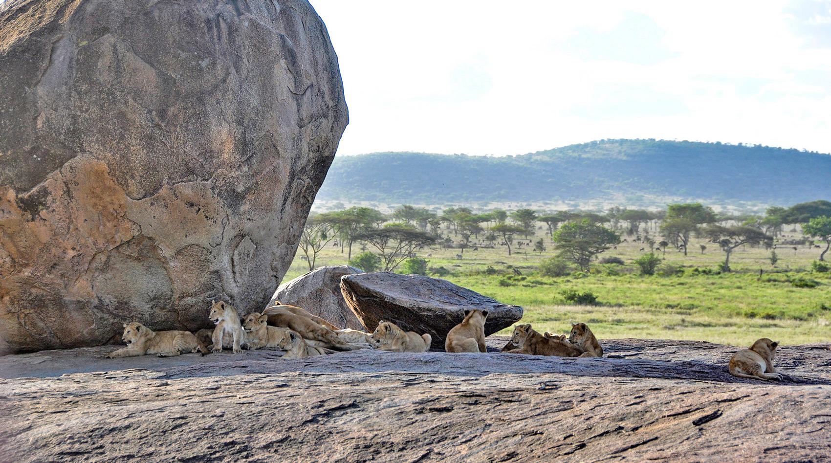 Löwen auf einem Kopje in der Serengeti. Löwen auf einem Kopje in der Serengeti.