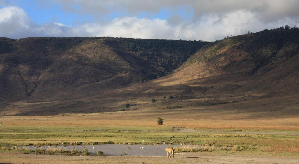 Eine Löwin läuft auf eine Wasserstelle im Ngorongoro Krater zu.