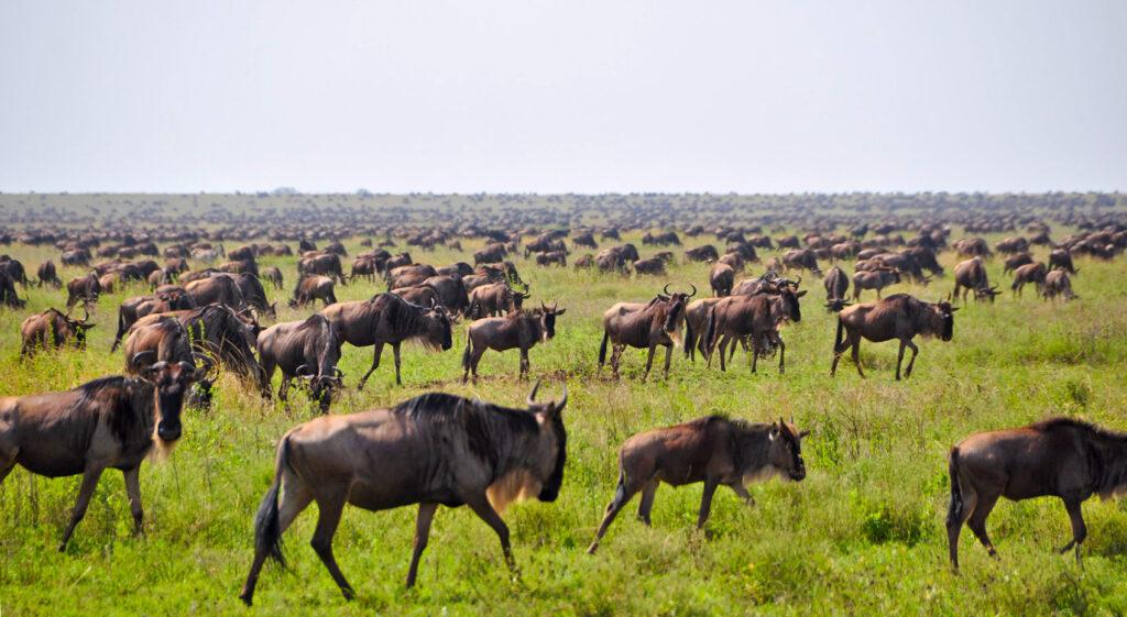 Die Gnuwanderung in der nördlichen Serengeti.