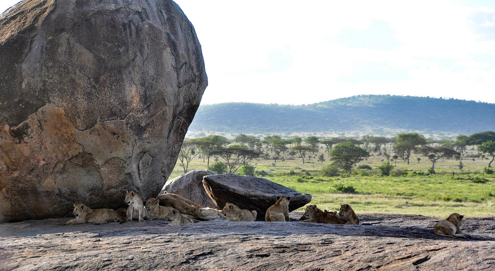 Ein Löwenrudel auf einem Kopje in der Serengeti. Ein Löwenrudel auf einem Kopje in der Serengeti.