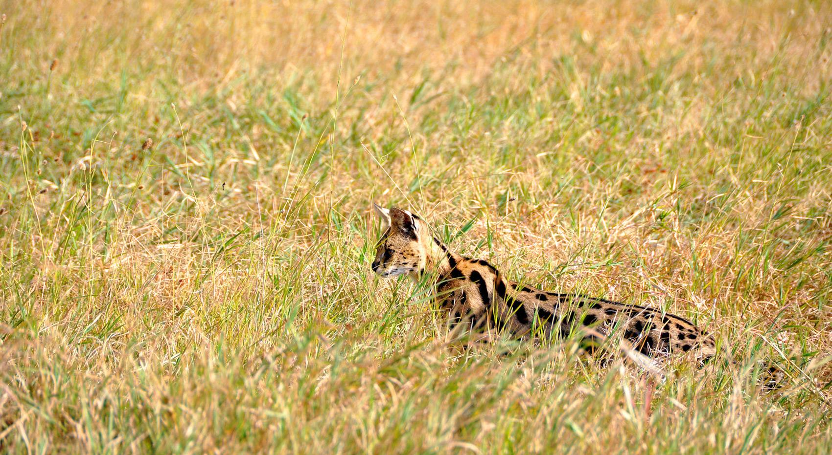 Ein Serval im hohen Gras der Serengeti in Tansania. Ein Serval im hohen Gras der Serengeti in Tansania.