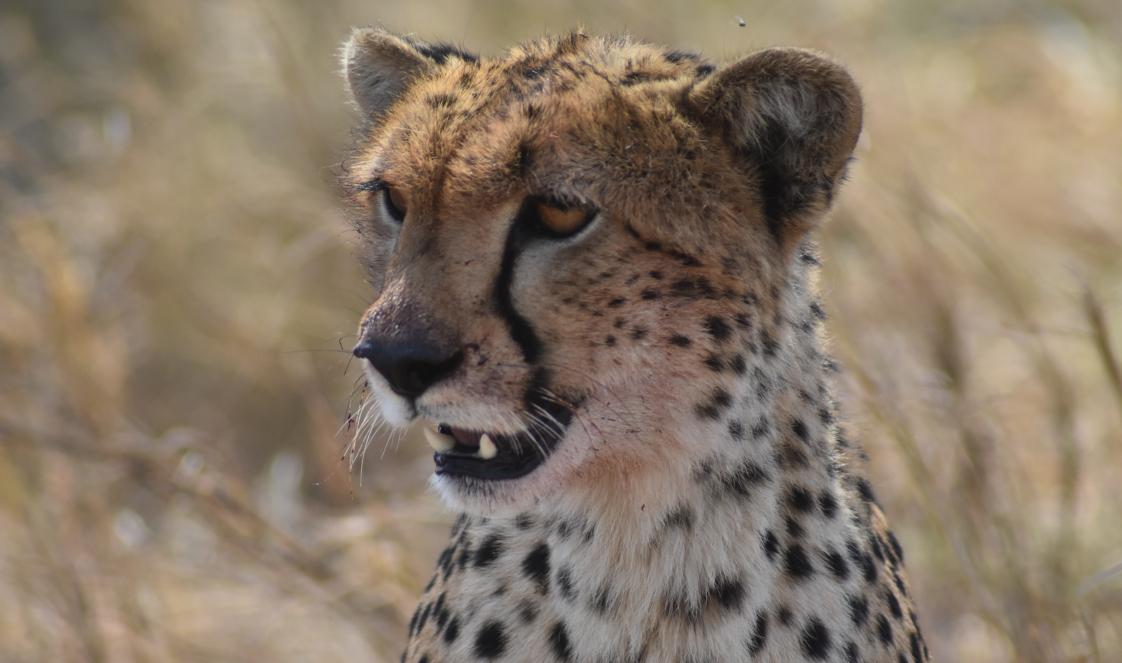 A portrait of a cheetah sitting in dry golden grass, scanning the savannah in Tanzania
