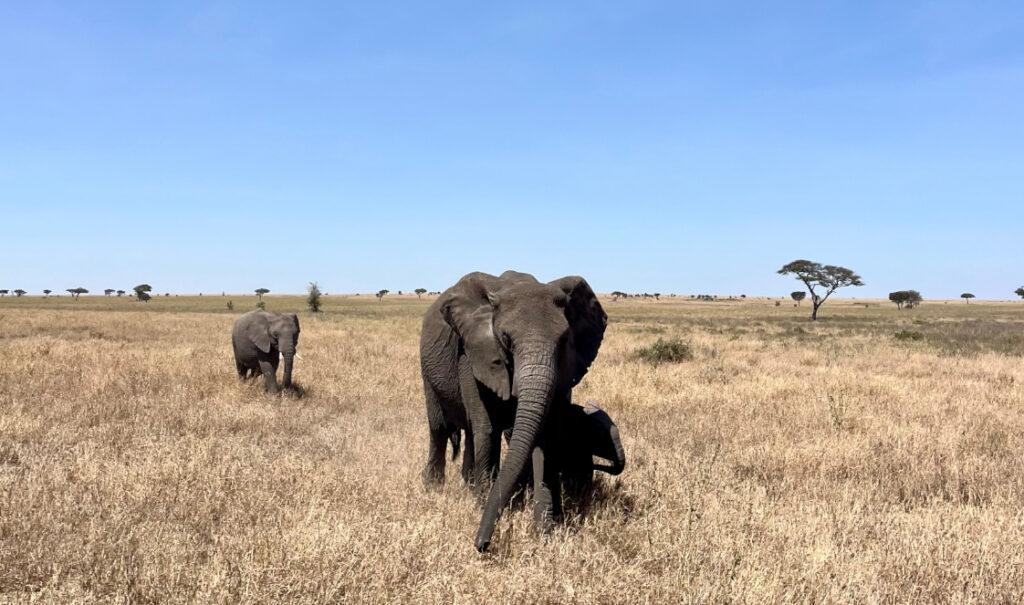 A mother and her young calf walking toward the camera across a vast grassland, with a young elephant following behind.