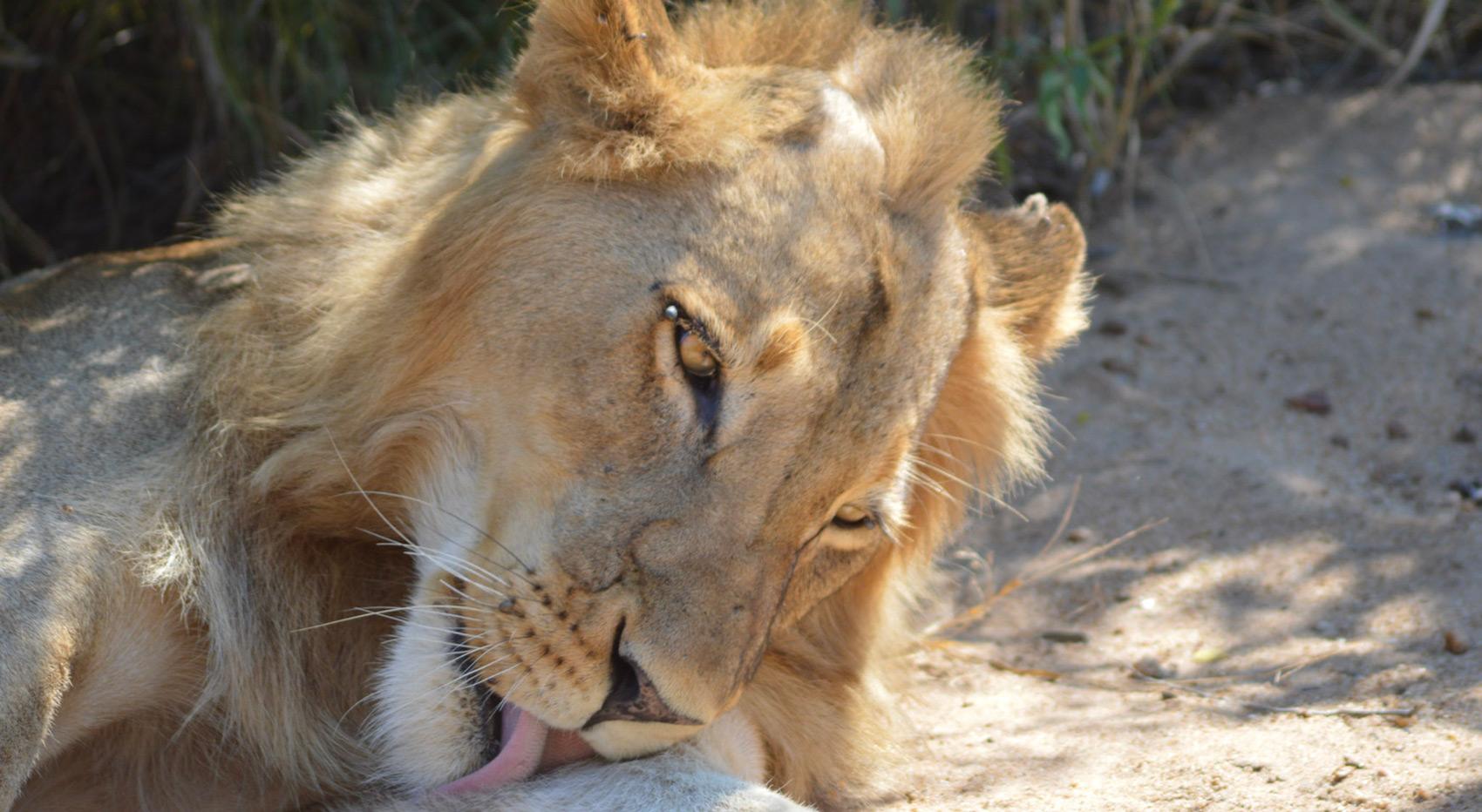 A short maned lion with a tick on his eyelid in the Selous Game Reserve. A short maned lion with a tick on his eyelid in the Selous Game Reserve.