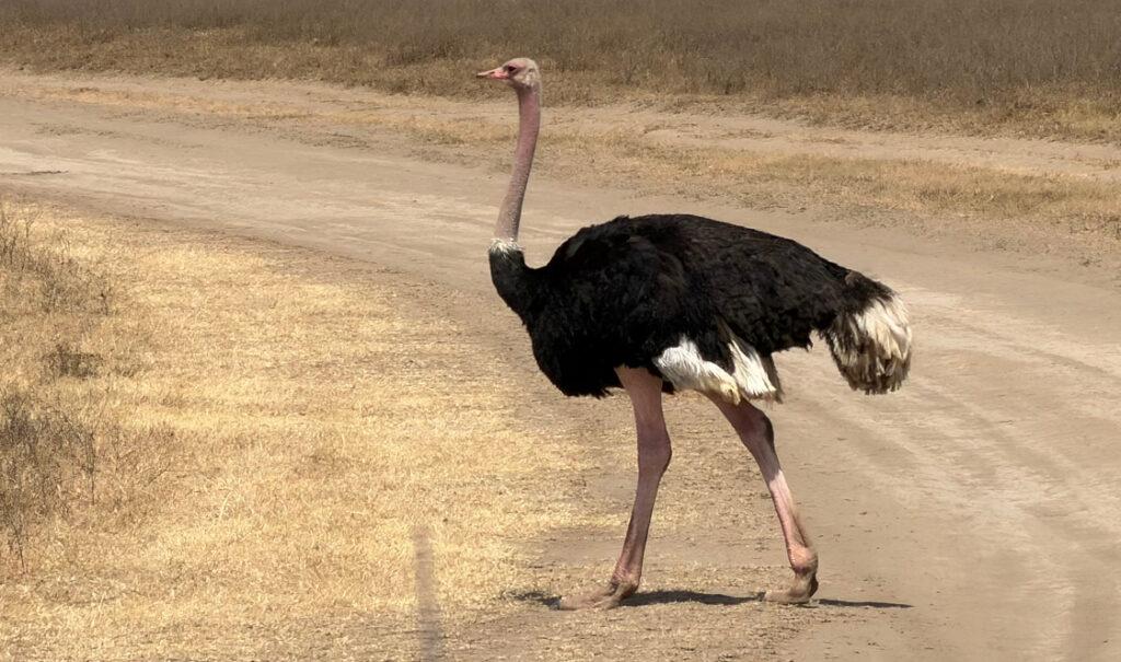 A male ostrich crossing the road